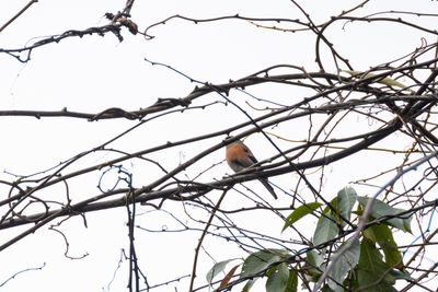 Grey-headed Bullfinch (Pyrrhula erythaca)