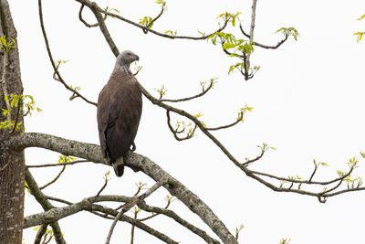 Grey-headed Fish Eagle (Icthyophaga ichthyaetus)