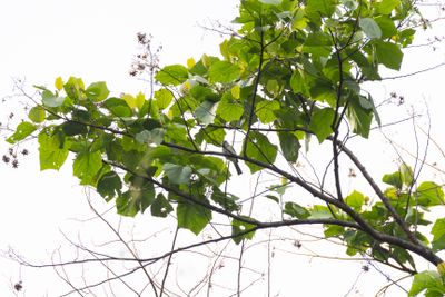 Grey-headed Parrotbill (Paradoxornis gularis)