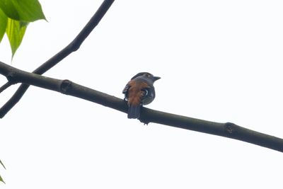 Grey-lored Broadbill (Serilophus rubropygius)