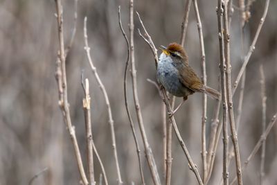 Grey-sided Bush Warbler (Cettia brunnifrons umbratica)