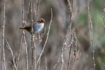 Grey-sided Bush Warbler (Cettia brunnifrons umbratica)