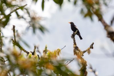 Grey-winged Blackbird (Turdus boulboul)