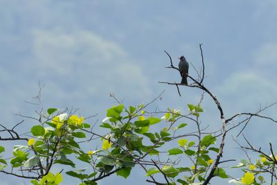 Himalayan Bulbul (Pycnonotus leucogenys)