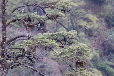 Himalayan Cuckoo (Cuculus saturatus)