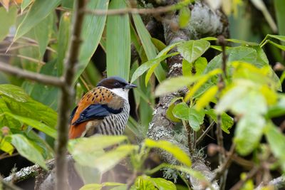 Himalayan Cutia (Cutia nipalensis nipalensis)