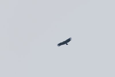 Himalayan Vulture (Gyps himalayensis)