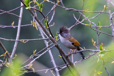 Hoary-throated Barwing (Actinodura nipalensis)