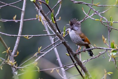 Hoary-throated Barwing (Actinodura nipalensis)