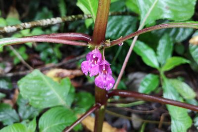 Impatiens balsamina