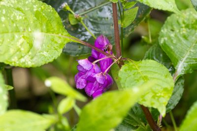 Impatiens tripetala