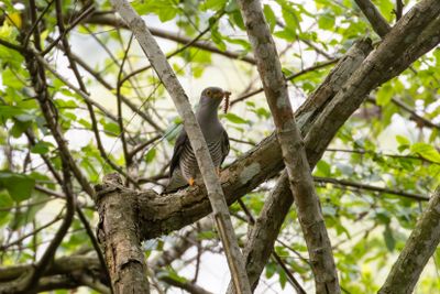 Indian Cuckoo (Cuculus micropterus)