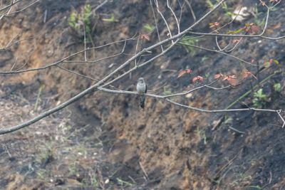Indian Cuckoo (Cuculus micropterus)