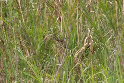 Grassbirds & Allies