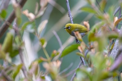 Indian White-eye (Zosterops palpebrosus)