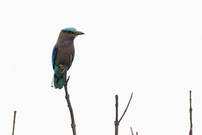 Indochinese Roller (Coracias affinis)