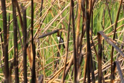 Jerdon's Bush Chat (Saxicola jerdoni)