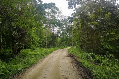 Kaziranga National Park