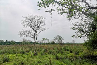 Kaziranga National Park