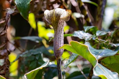 Himalayan Cobra Lily (Arisaema nepenthoides)