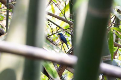 Large Blue Flycatcher (Cyornis magnirostris)