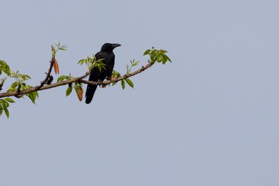 Large-billed Crow (Corvus macrorhynchos levaillantii)
