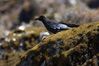 Large-billed Crow (Corvus macrorhynchos)