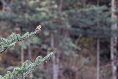 Large-billed Leaf Warbler (Phylloscopus magnirostris)