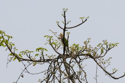 Lineated Barbet (Psilopogon lineatus)