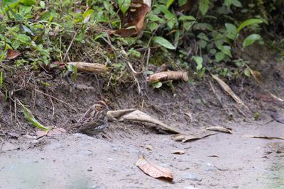 Little Bunting (Emberiza pusilla)