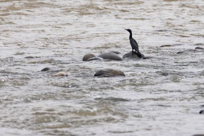 Little Cormorant (Microcarbo niger)