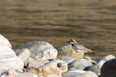 Long-billed Plover (Thinornis placidus)