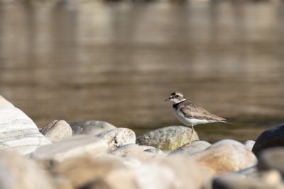 Long-billed Plover (Thinornis placidus)