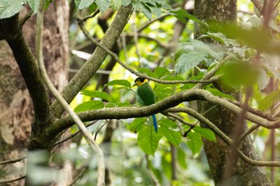 Long-tailed Broadbill (Psarisomus dalhousiae)