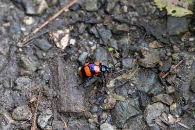 Meristata sexmaculata