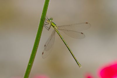 Mindre smaragd-3766.jpg