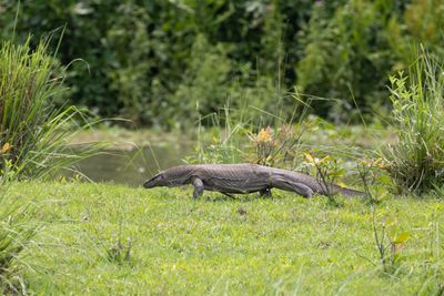 Asian water monitor (Varanus salvator)