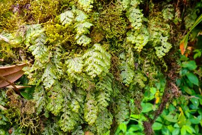 Moss
