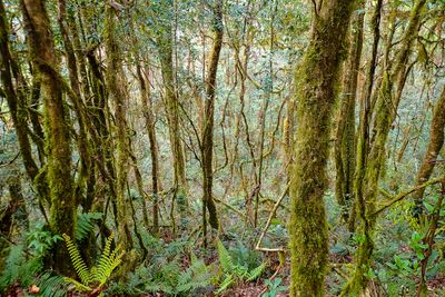 Mossy forest
