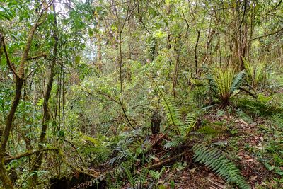 Mossy forest