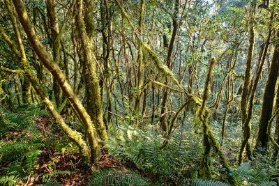 Mossy forest