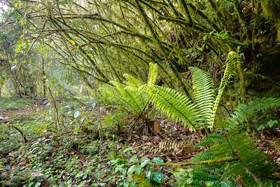 Mossy forest
