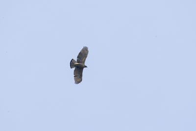 Mountain Hawk-Eagle (Nisaetus nipalensis)