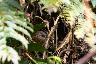 Babblers, Scimitar Babblers