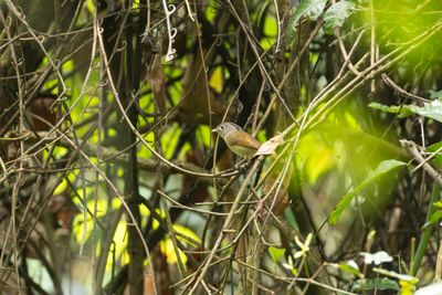 Nepal Fulvetta (Alcippe nipalensis)