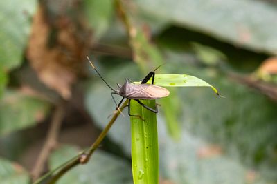 Ochrochira granulipes