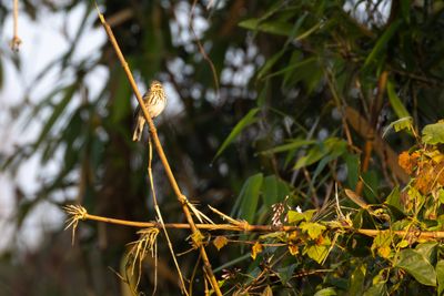 Olive-backed Pipit (Anthus hodgsoni)