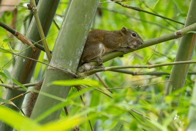 Orange-bellied Himalayan Squirrel (Dremomys lokriah)