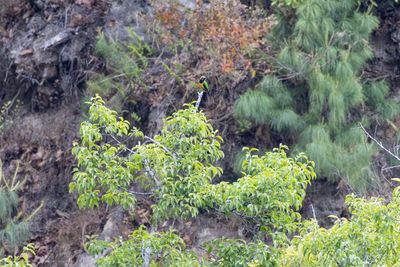 Orange-bellied Leafbird (Chloropsis hardwickii)