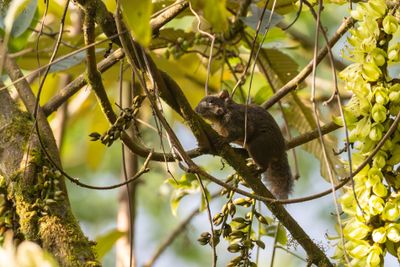 Orange-bellied Himalayan squirrel (Dremomys lokriah)
